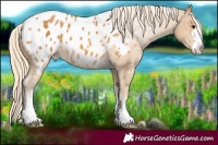 Horse Color:Palomino Appaloosa
