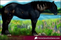 Horse Color:ERROR: UNKNOWN ANOMALY