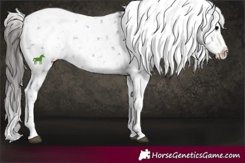 Horse Color:Black Tobiano Appaloosa 