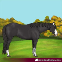 Horse Color:Smoky Black 