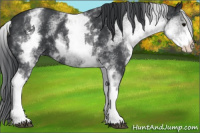 Horse Color:White Spotted Black 