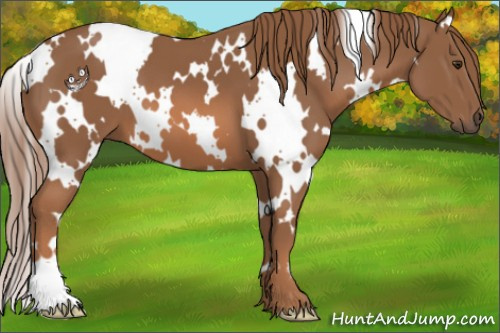 Horse Color:White Spotted Chestnut 