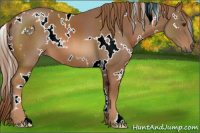 Horse Color:White Spotted Chestnut 