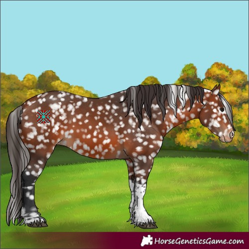 Horse Color:Bay Tobiano Appaloosa 