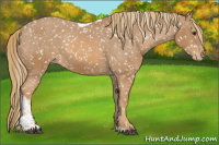 Horse Color:Chestnut Tobiano Appaloosa