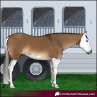 Horse Color:Gray Bay Dun Splash 