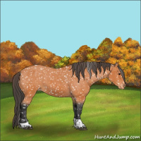 Horse Color:Bay Tobiano Appaloosa 