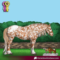 Horse Color:Chestnut Tobiano Appaloosa