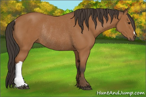 Horse Color:Bay Rabicano 