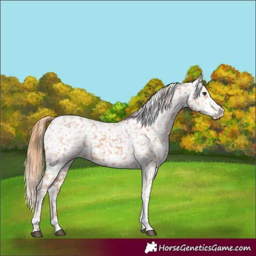 Horse Color:Chestnut Tobiano Appaloosa 