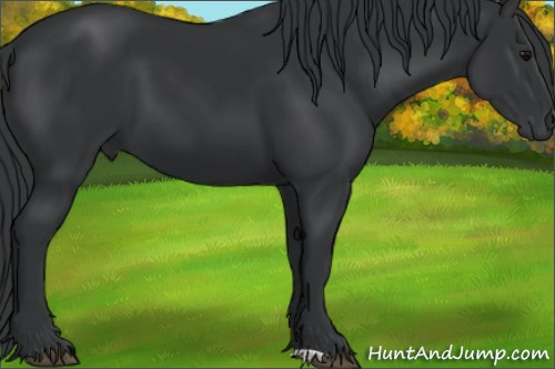 Horse Color:Black 