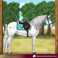 Horse Color:Silver Brown Dun Blanket 