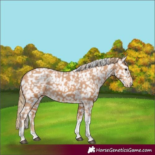 Horse Color:Chestnut Tobiano Appaloosa 