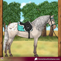 Horse Color:Silver Brown Dun Appaloosa 