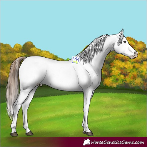 Horse Color:Bay Tobiano Appaloosa 