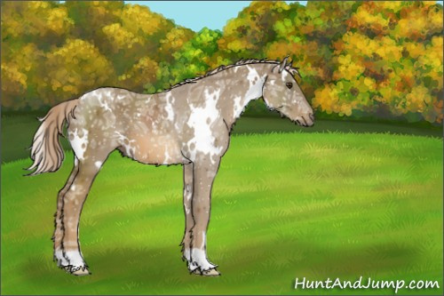 Horse Color:White Spotted Chocolate Palomino Ice 