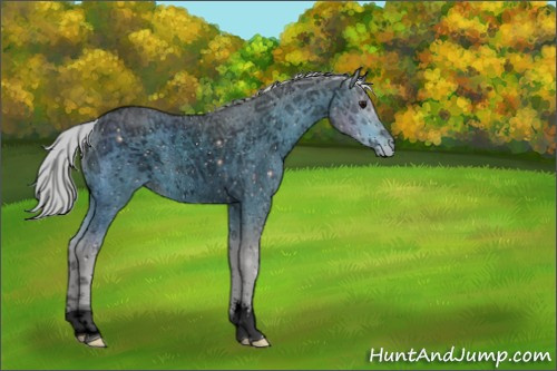 Horse Color:ERROR: UNKNOWN ANOMALY