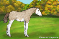 Horse Color:Chocolate Palomino Ice Dun Splash Appaloosa 