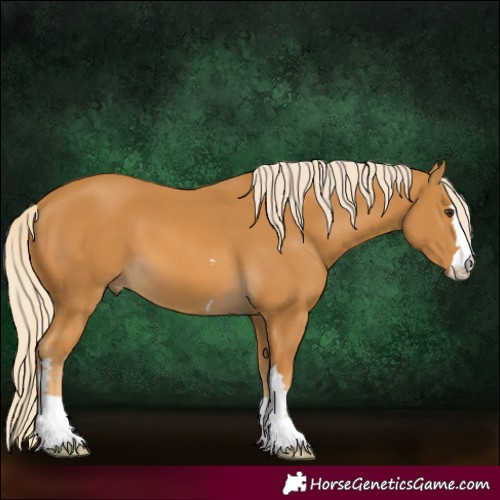 Horse Color:Palomino 