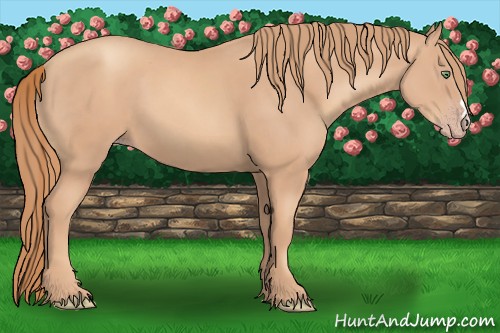 Horse Color:Gold Champagne 