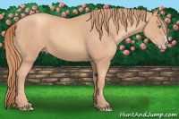 Horse Color:Gold Champagne 