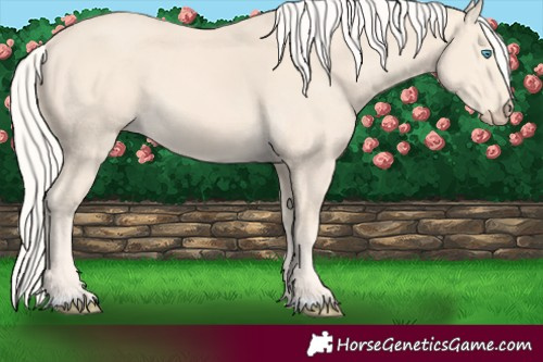 Horse Color:Cremello 