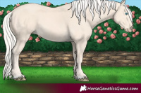 Horse Color:Cremello 