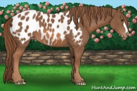 Horse Color:Chestnut Appaloosa 