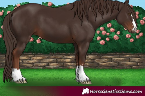 Horse Color:Liver Chestnut 