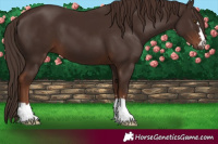Horse Color:Liver Chestnut 