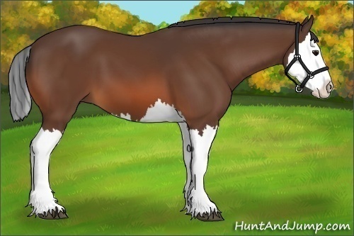 Horse Color:Bay Splash 