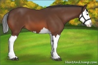 Horse Color:Bay Splash 