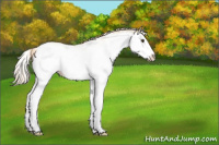 Horse Color:White Spotted Palomino Ice Splash