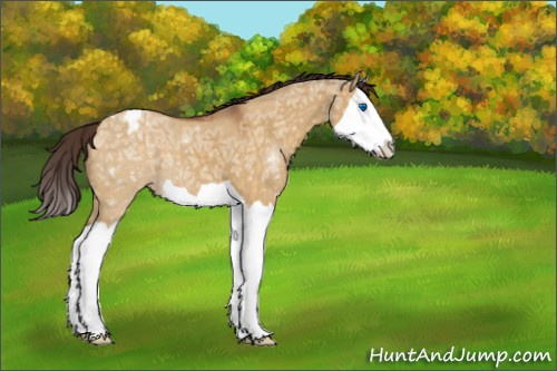 Horse Color:Buckskin Ice Dun Splash Appaloosa