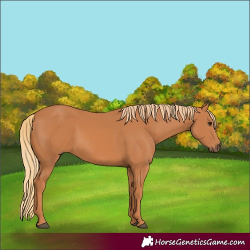 Horse Color:Chestnut 