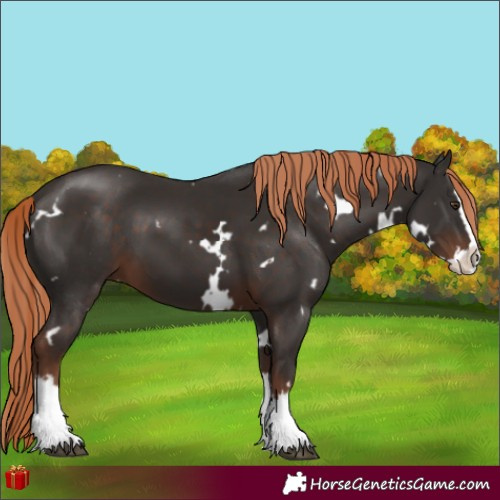 Horse Color:White Spotted Liver Chestnut Splash 