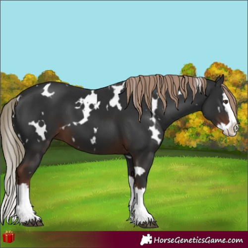 Horse Color:White Spotted Liver Chestnut Splash