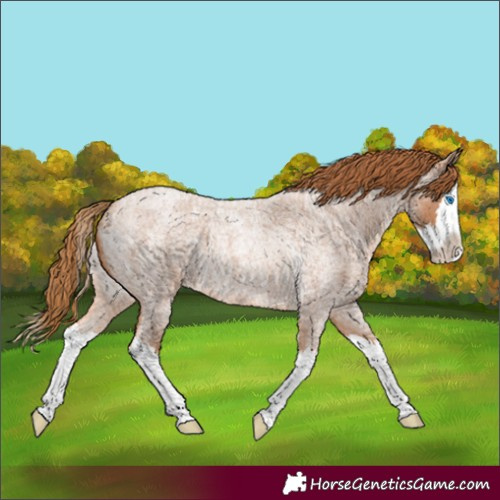 Horse Color:Red Roan Splash Rabicano 
