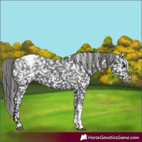 Horse Color:Black Tobiano Appaloosa 