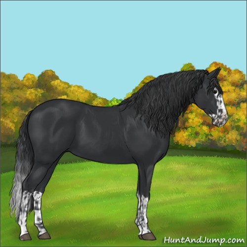 Horse Color:Black  and Black Splash 