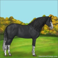 Horse Color:Black and Black Splash