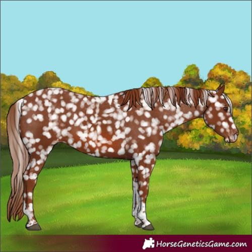 Horse Color:Chestnut Tobiano Snowflake Varnish