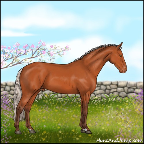 Horse Color:Silver Bay Appaloosa 
