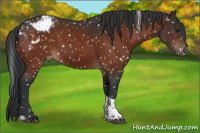 Horse Color:Brown Tobiano Appaloosa 