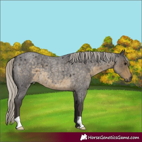 Horse Color:Silver Smoky Blue Roan 