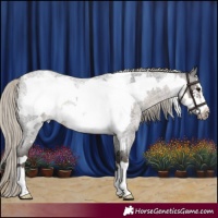 Horse Color:Silver Smoky Blue Roan Frame 