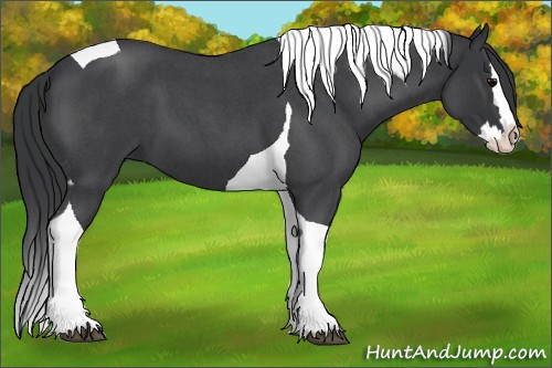 Horse Color:Blue Roan Splash Tobiano 