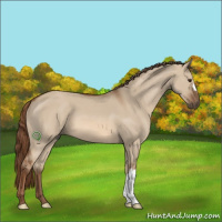Horse Color:Red Dun 