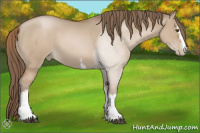 Horse Color:White Spotted Grullo Pearl Sabino 