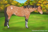 Horse Color:Bay Tobiano Snowflake Varnish